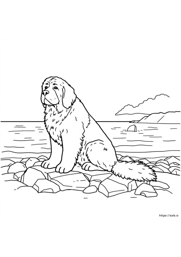Newfoundland Para Colorir