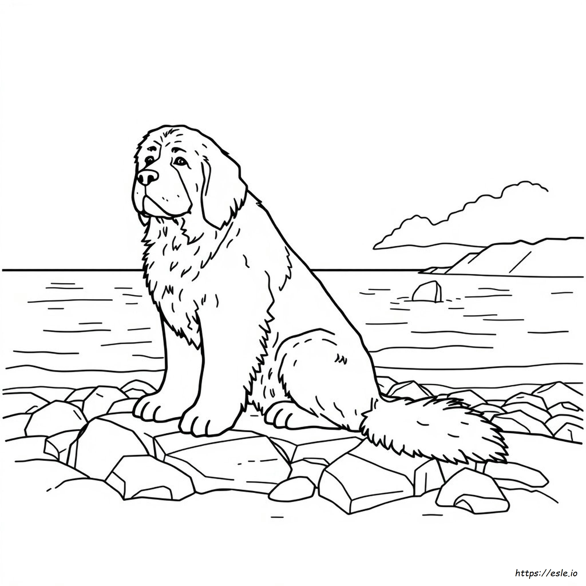 Newfoundland Disegni Da Colorare