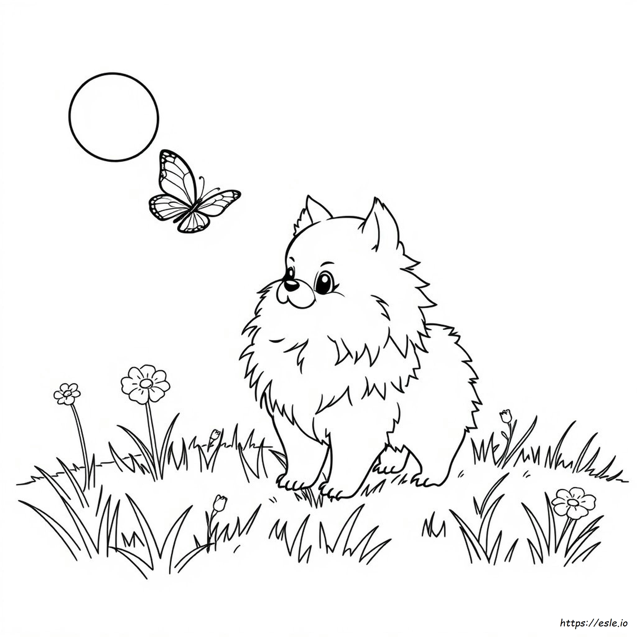 Do Pomeranians Change Color