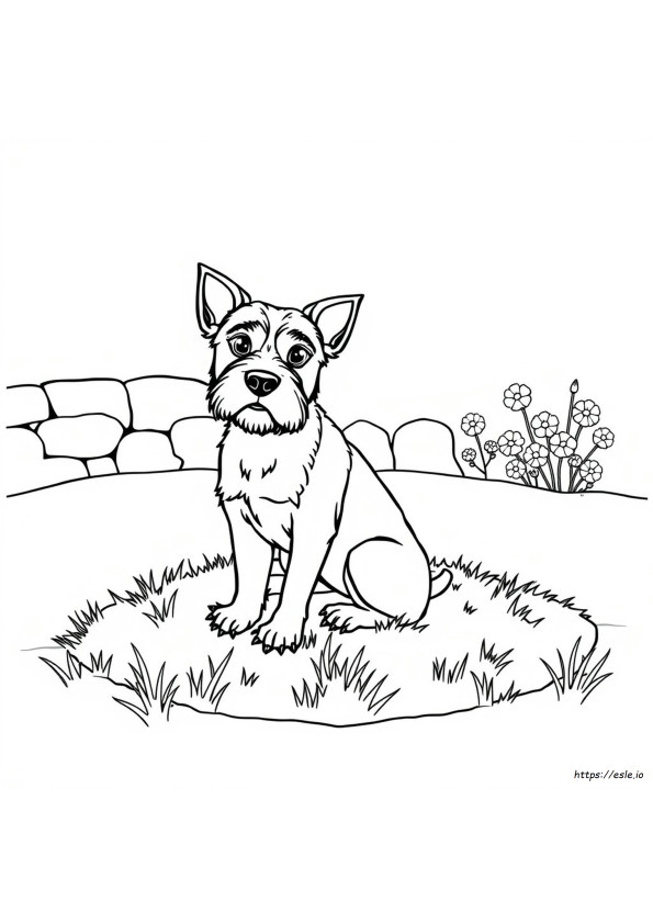 Couleurs Du Border Terrier Expliquées