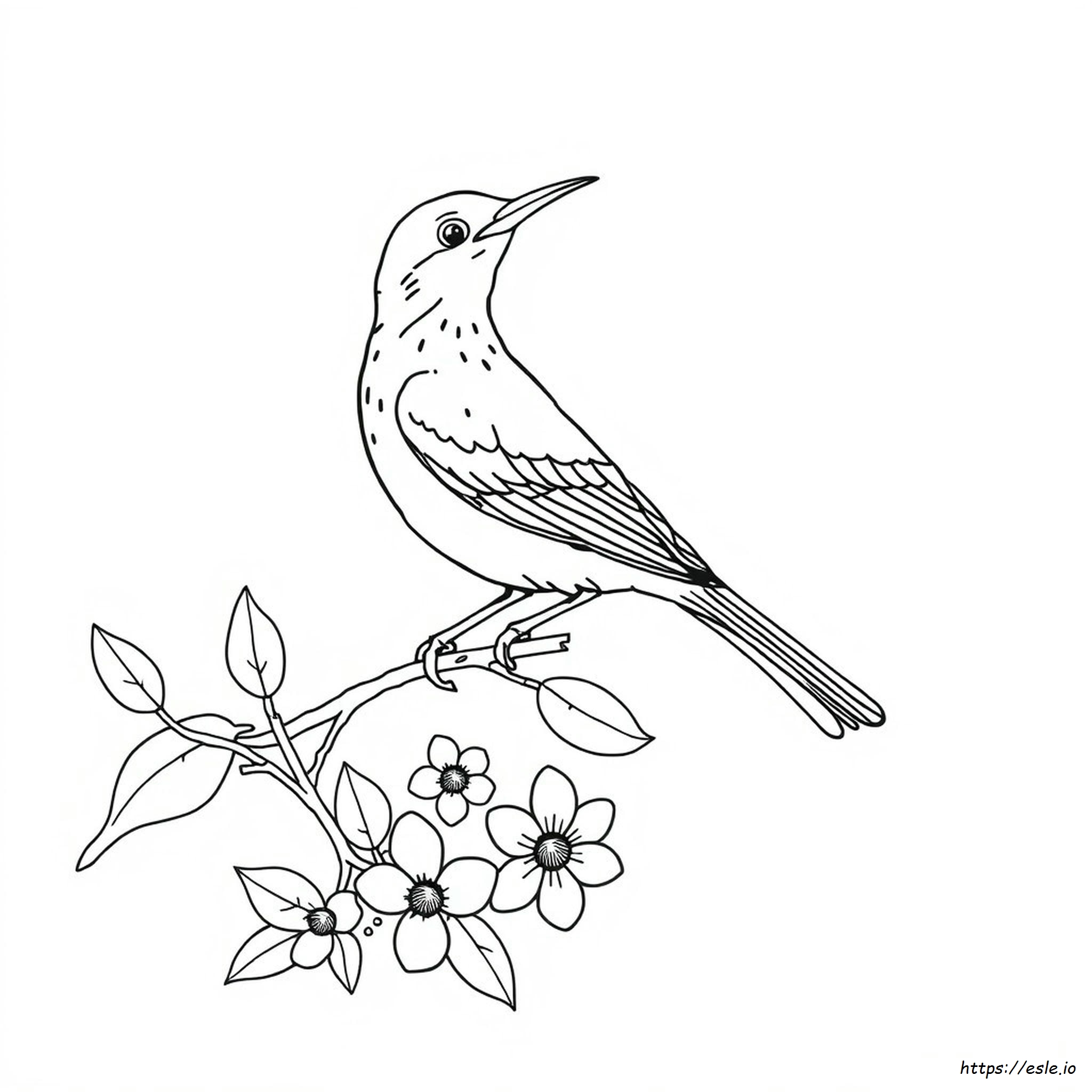 Burung Thrasher Coklat Gambar