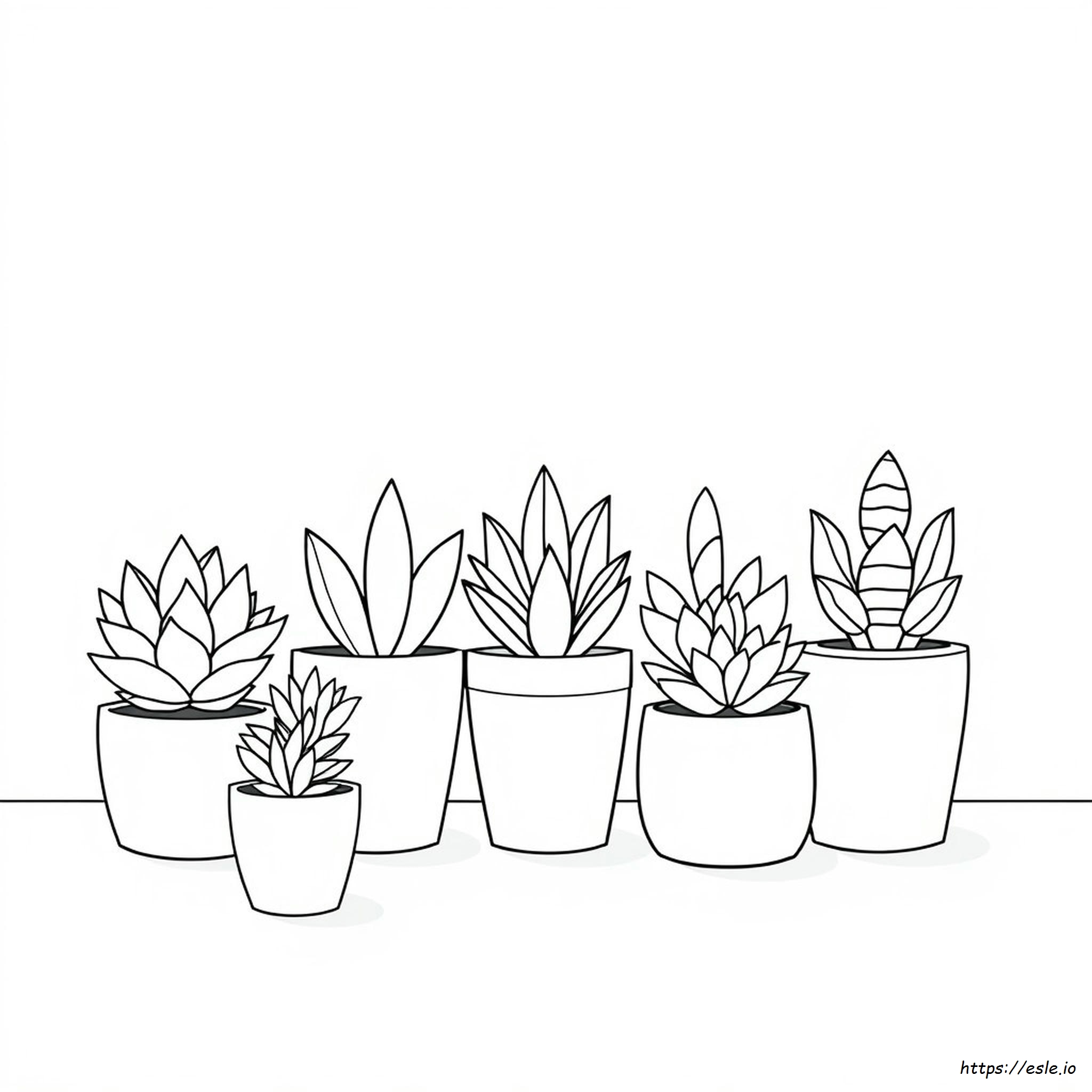 Succulent Plants Coloring Pages