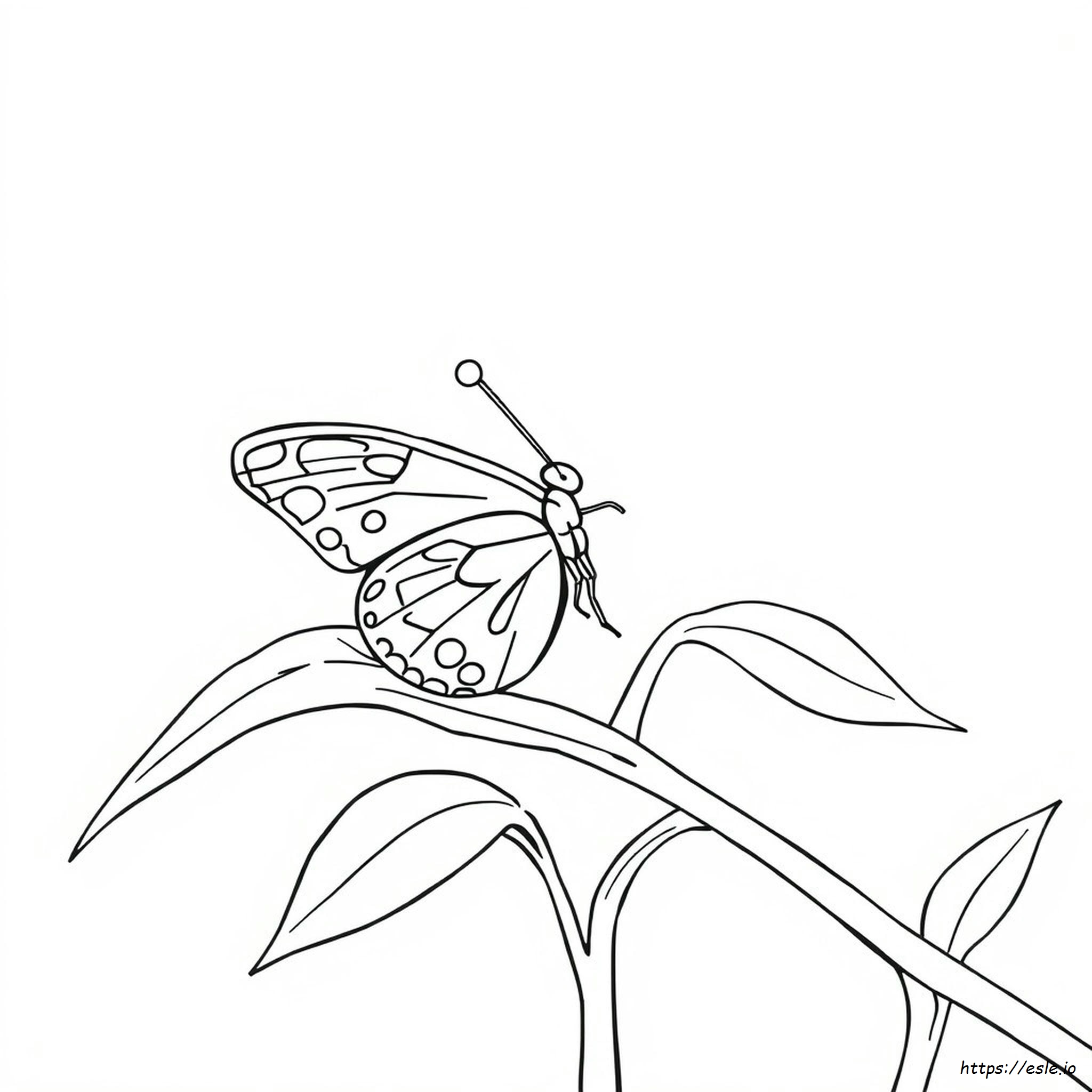 Huevo De Mariposa Para Colorear