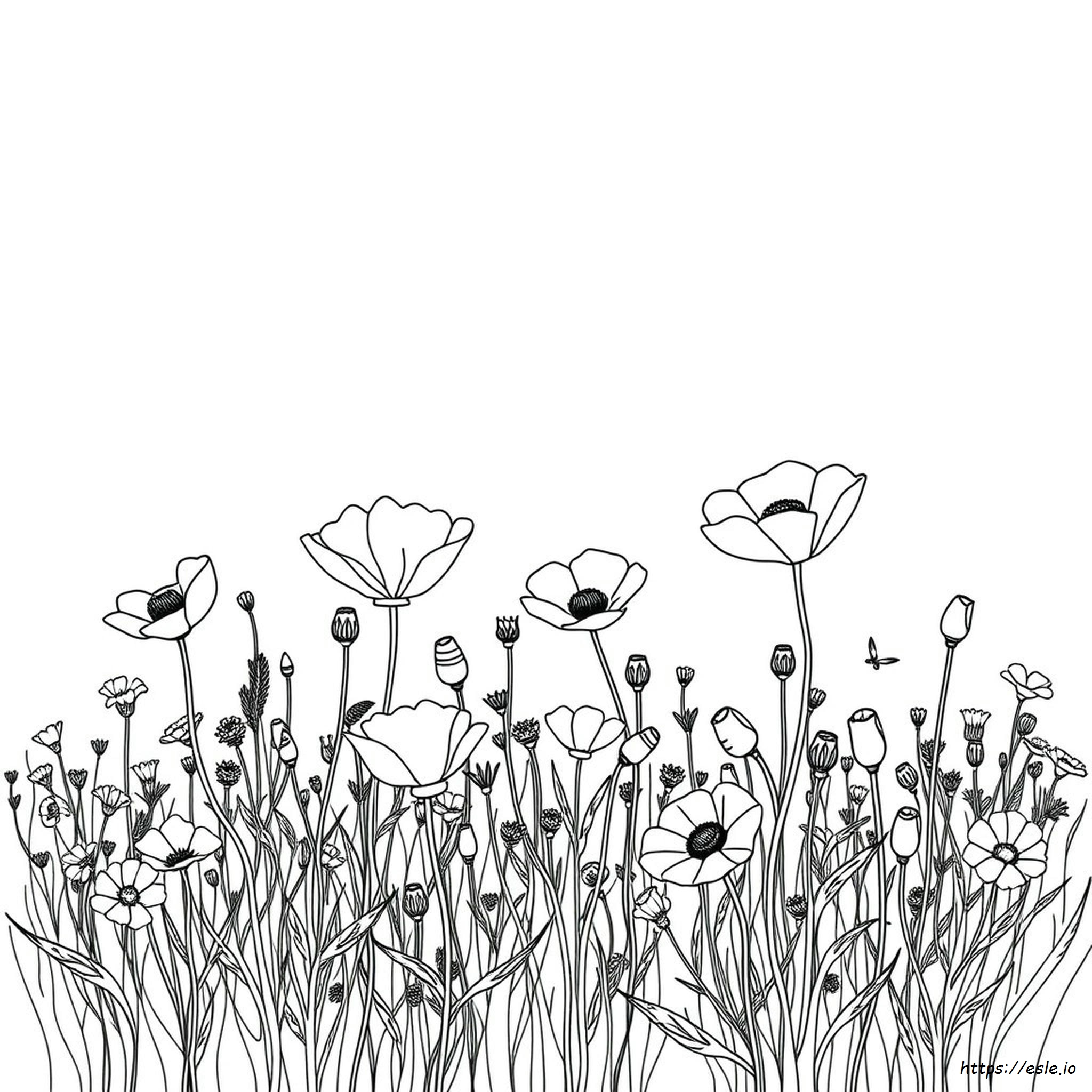 Do Poppies Come In Different Colors