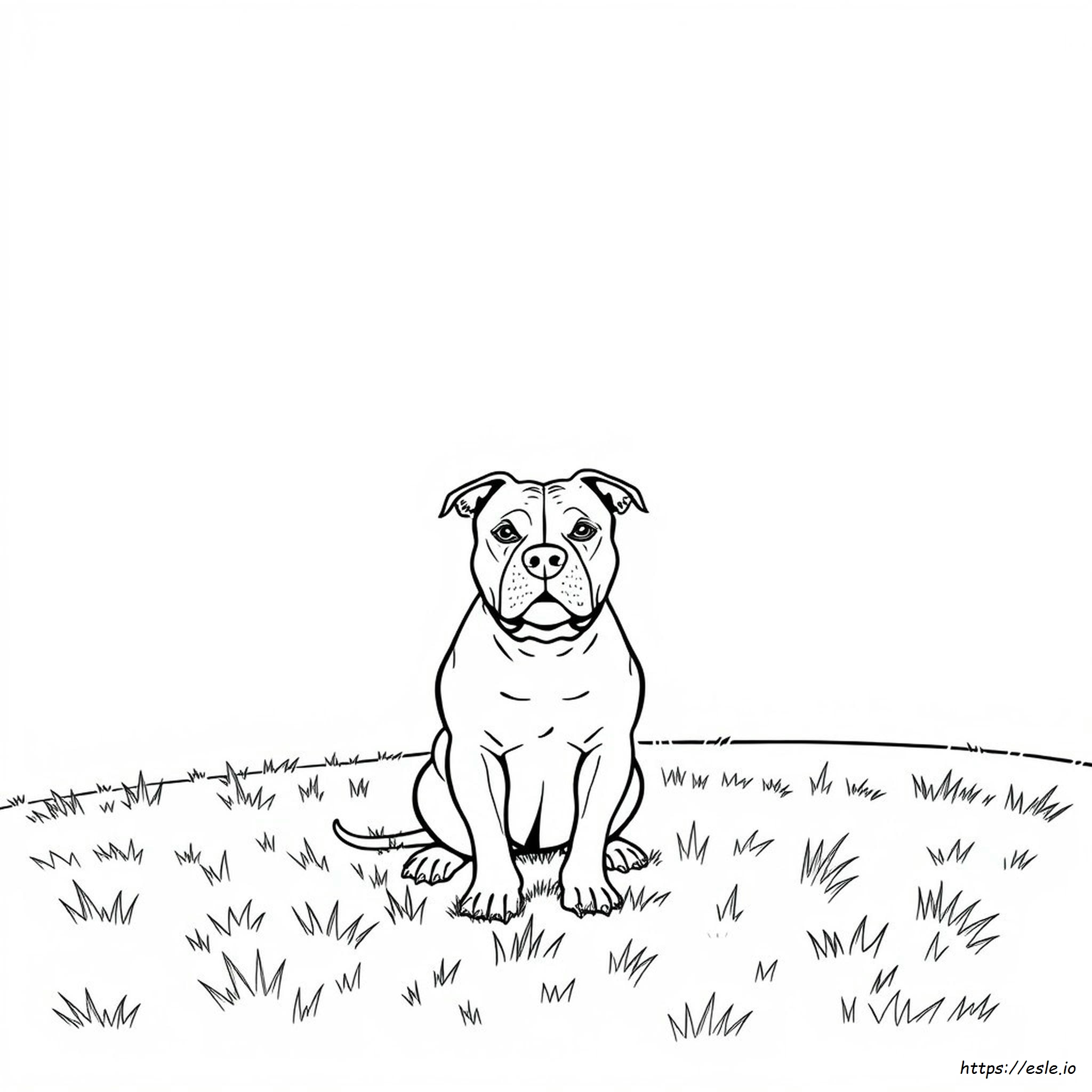 Pitbull Coloring Pages
