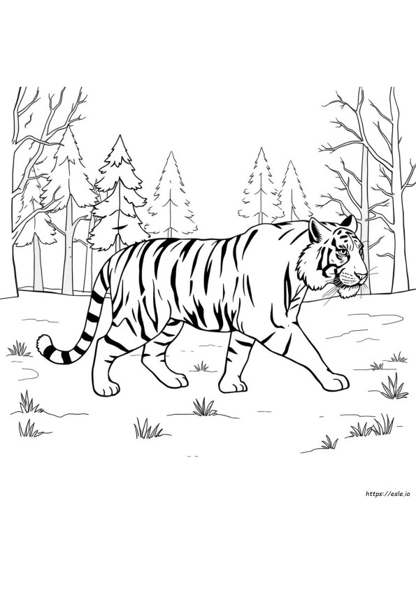 White Tiger Coloring Page