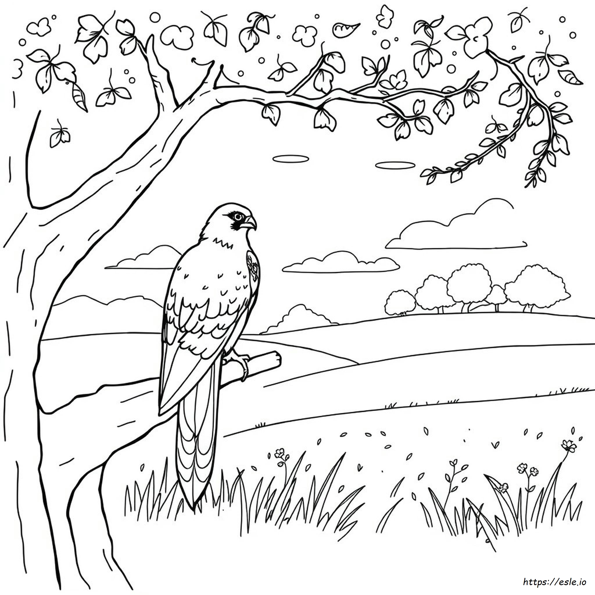 Falcon Coloring Pages Free