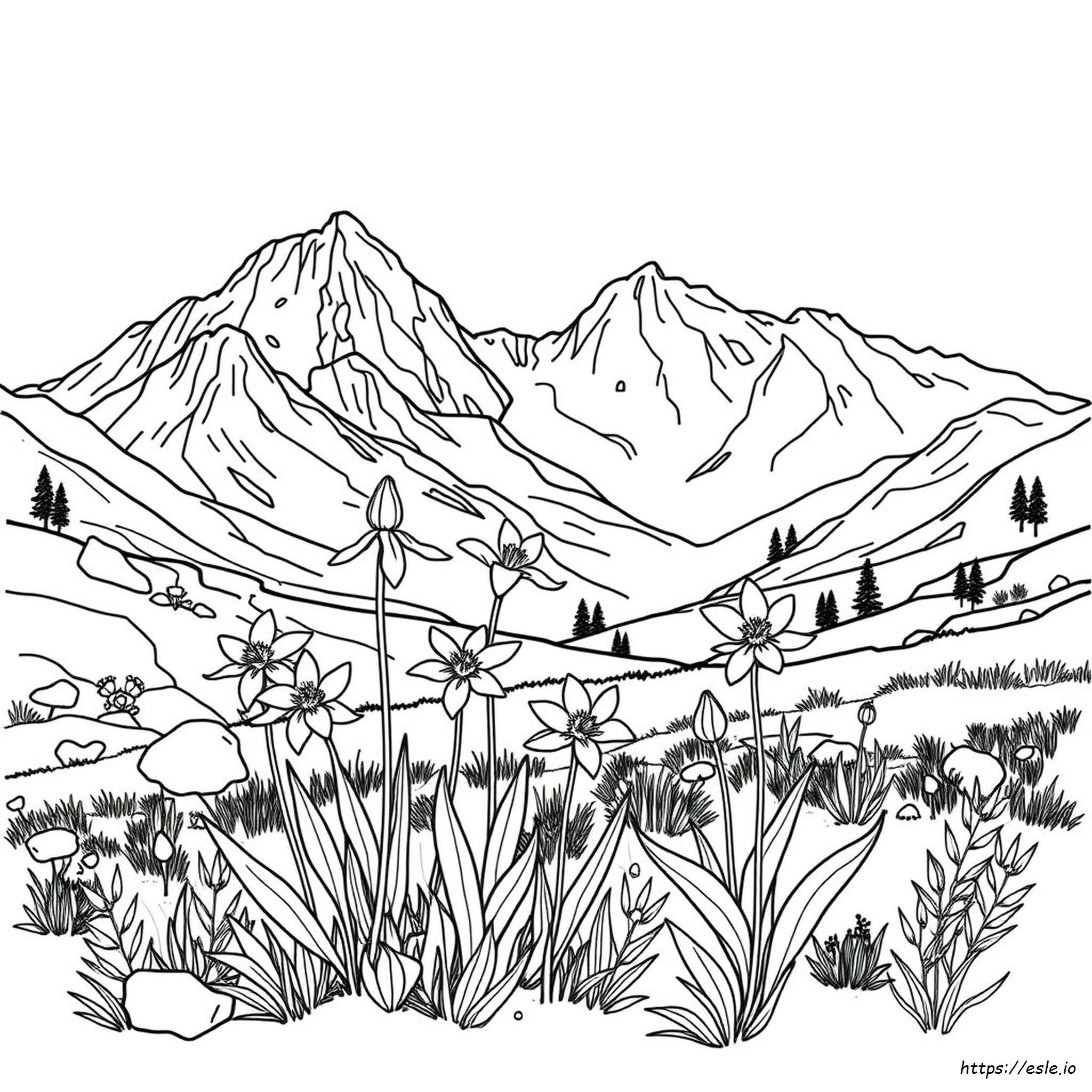 Colorado State Flower Coloring Page