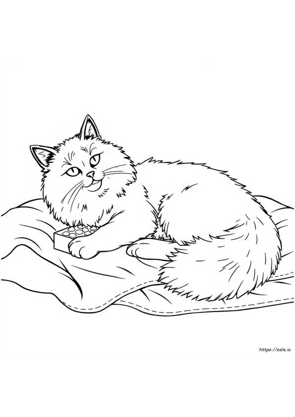 Rarest Ragdoll Color