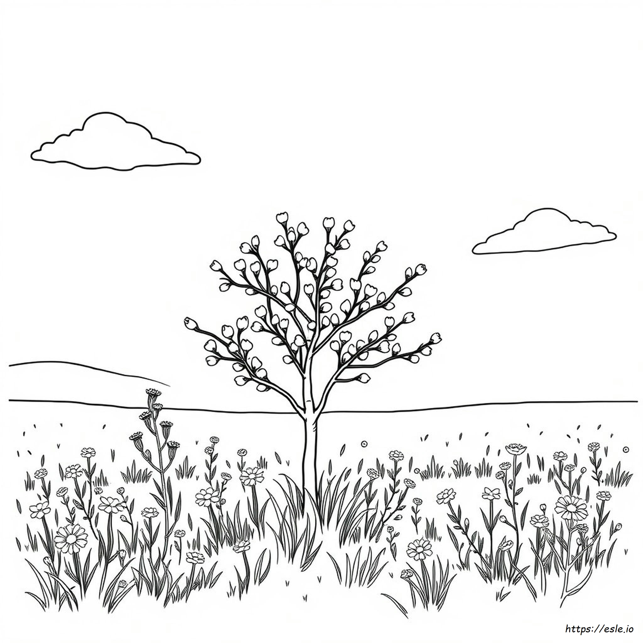 Oklahoma State Tree Coloring Page