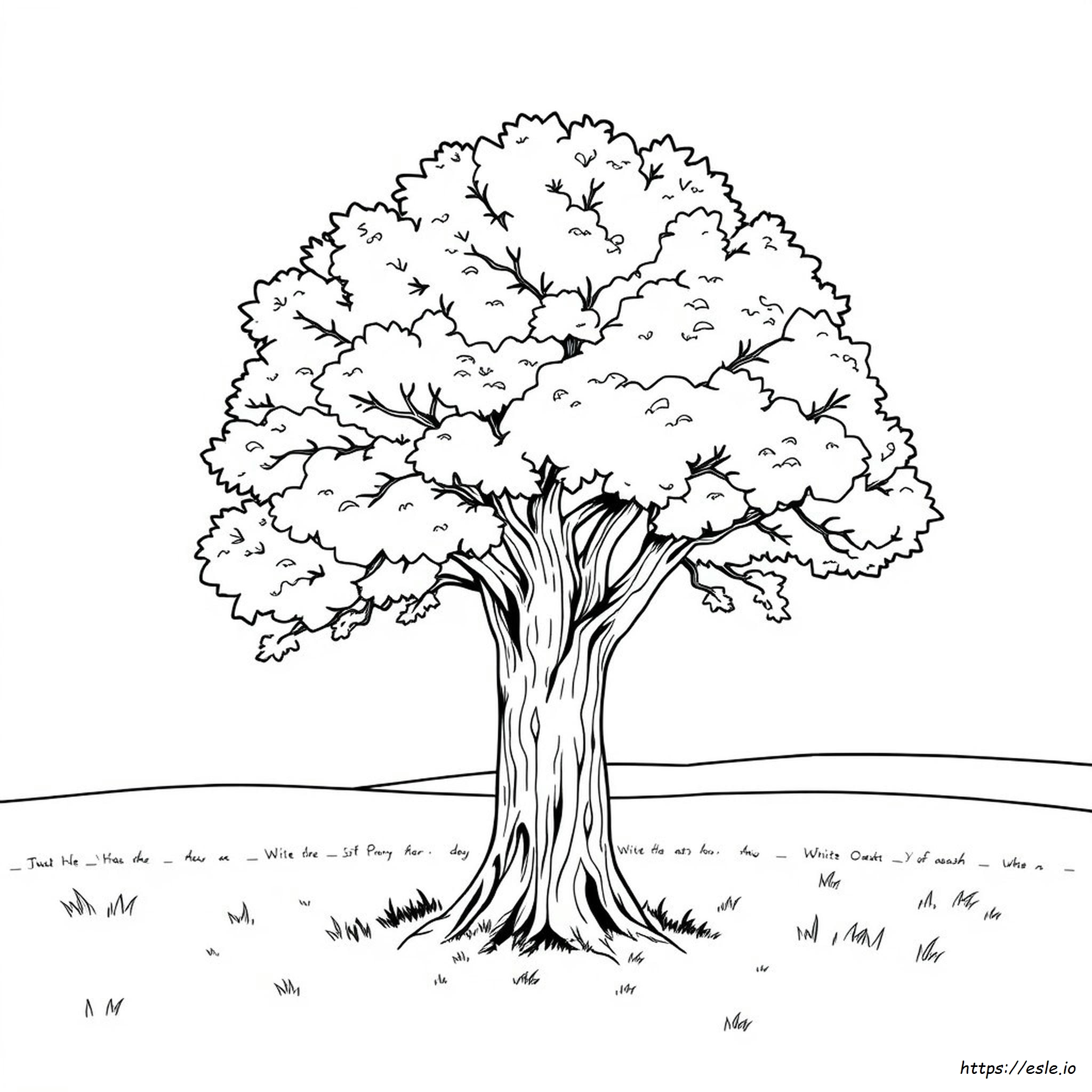 White Oak Tree Coloring Page
