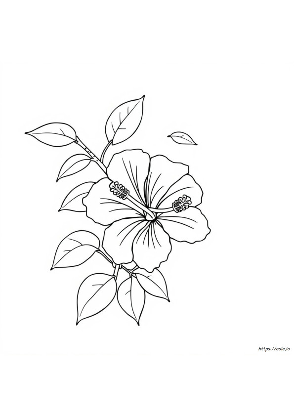 Disegni Da Colorare: Ibisco