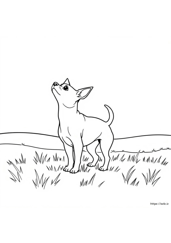 Chihuahua Coloring Page