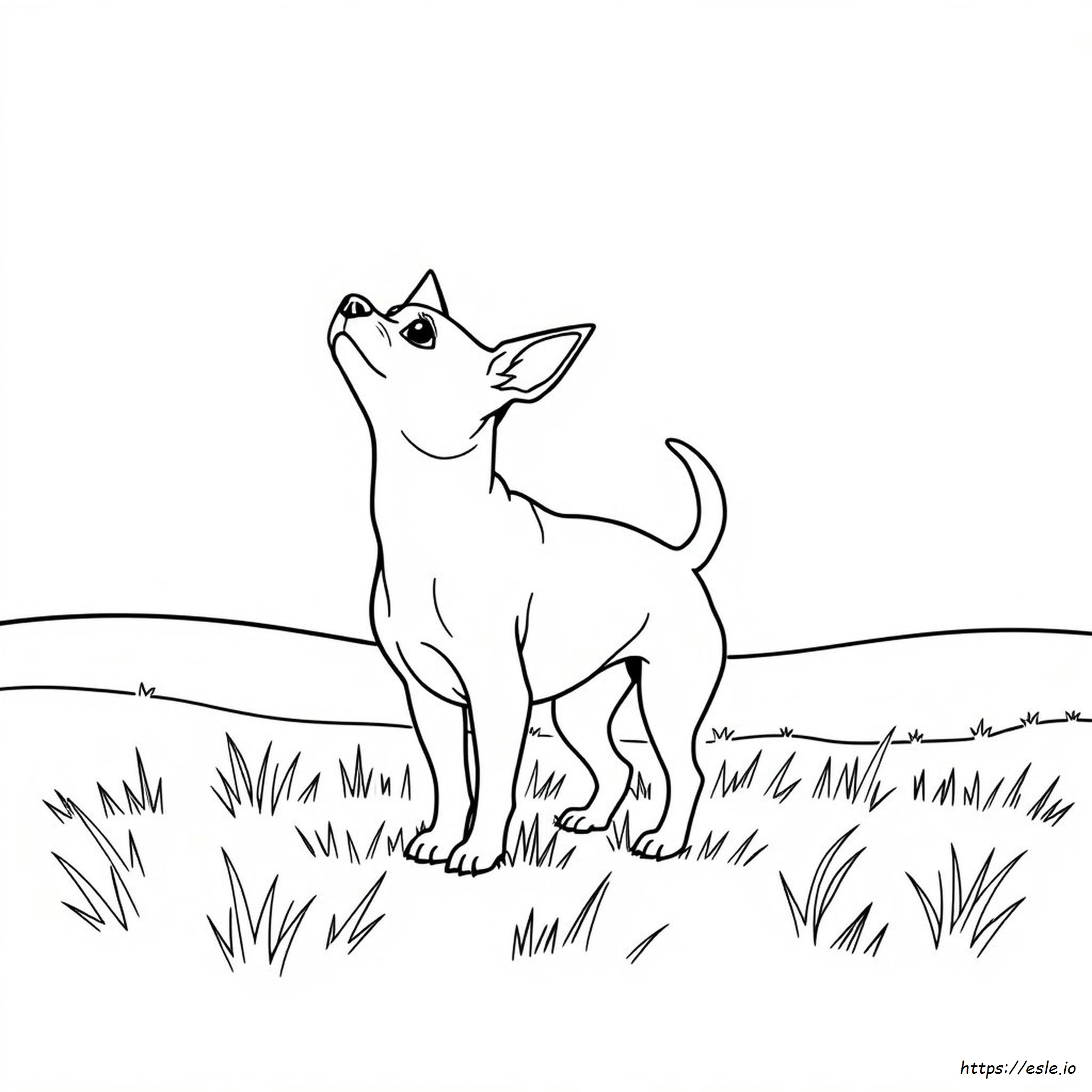 Chihuahua Coloring Page