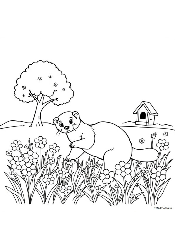 Furetto Da Colorare