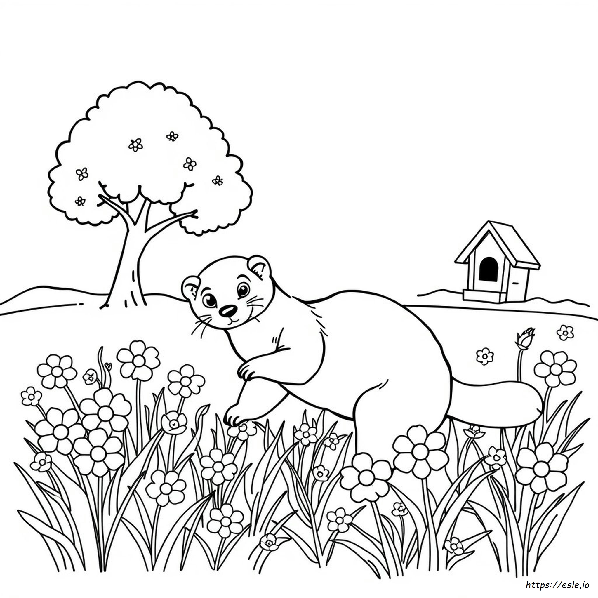 Ferret Coloring Pictures