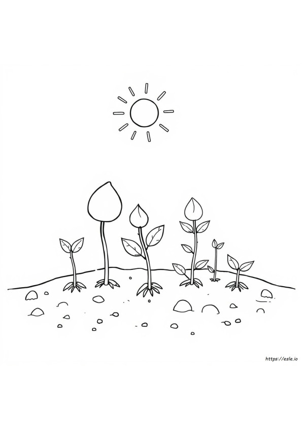 Coloring Pages Of Seeds And Plants