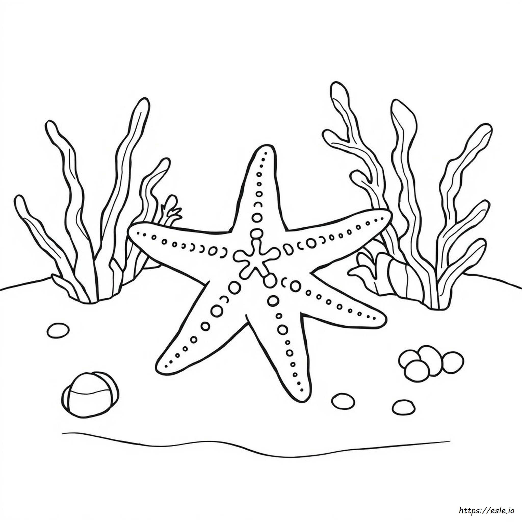 Starfish Colouring Images