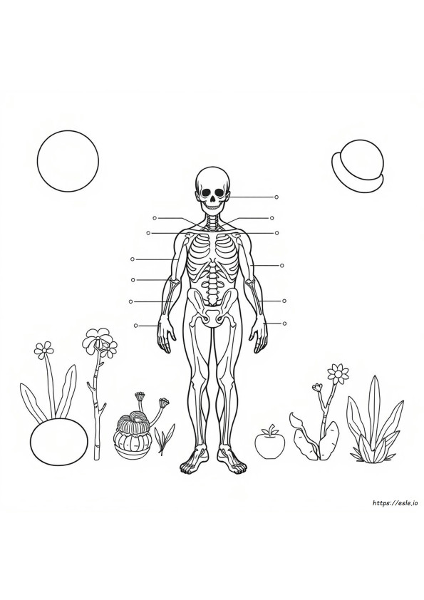 Anatomy And Physiology Coloring Workbook Answer Key