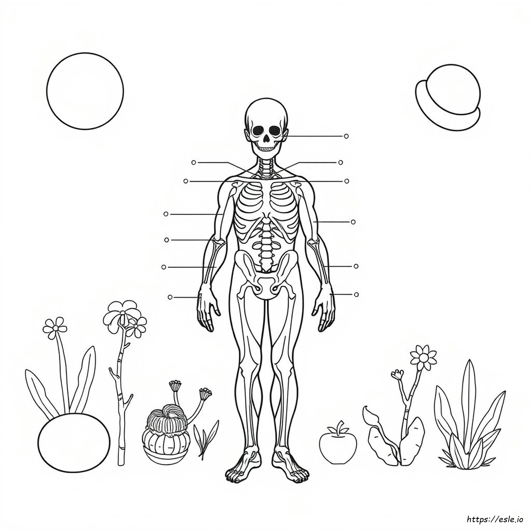 Anatomy And Physiology Coloring Workbook Answer Key