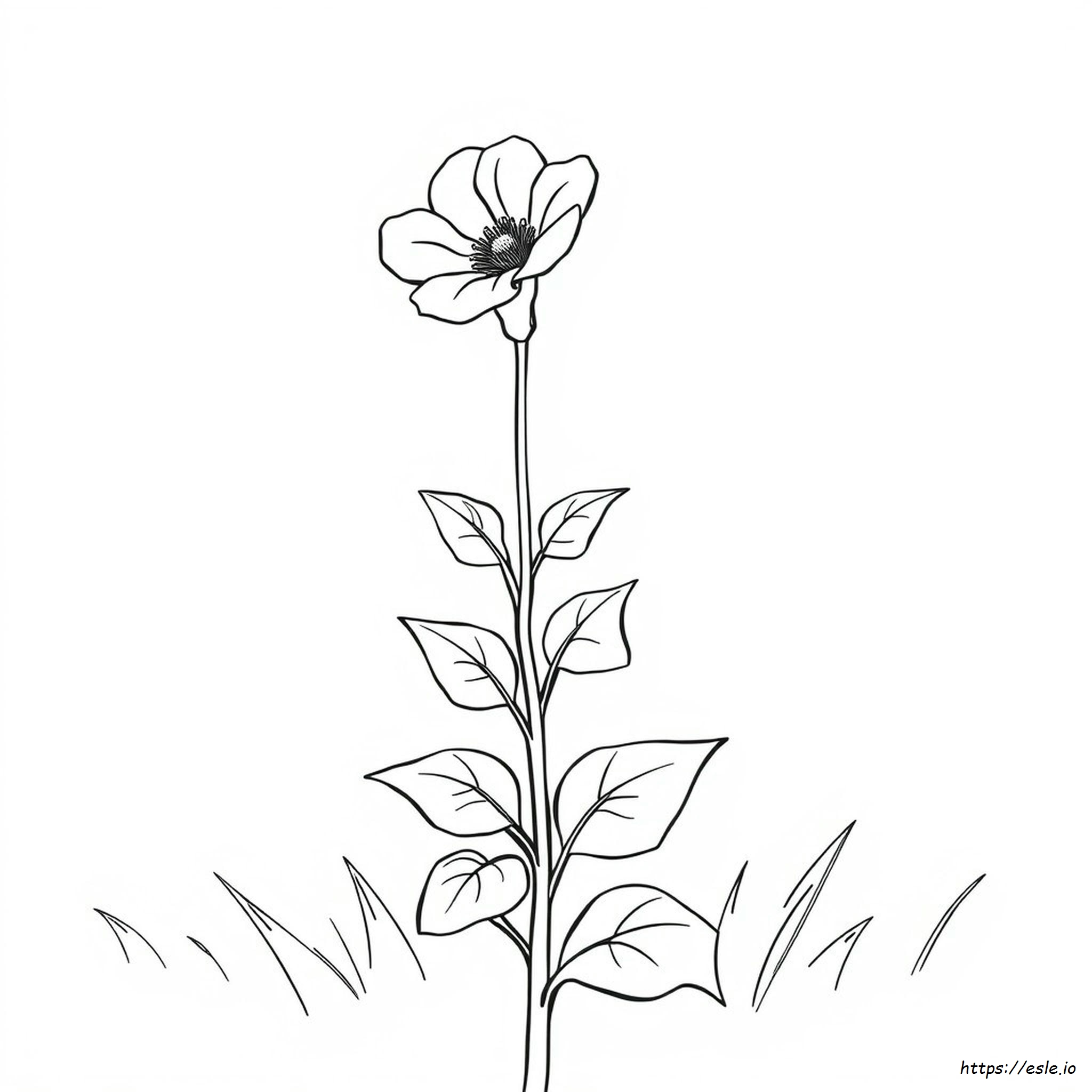 Ohio State Flower Coloring Page