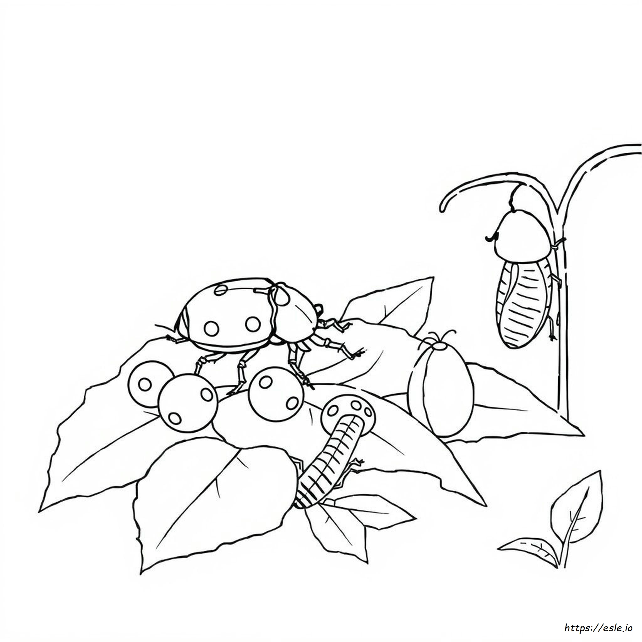 Colorado Potato Beetle Life Cycle