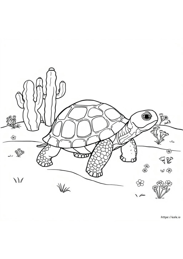 Realistische Schildpad Kleurplaat