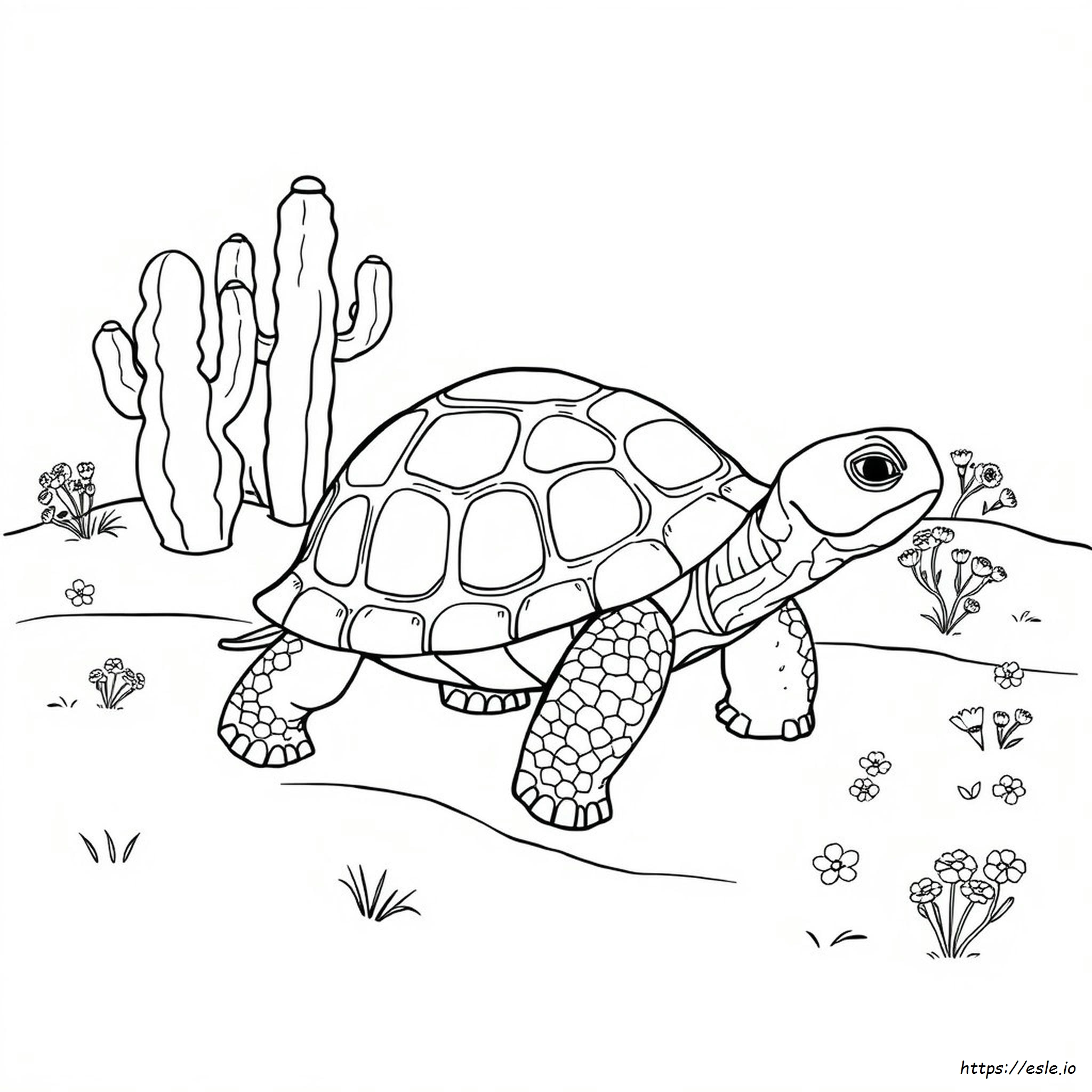 Realistic Tortoise Coloring Page
