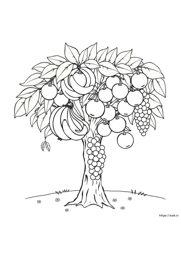 Fruit Drawing For Colouring