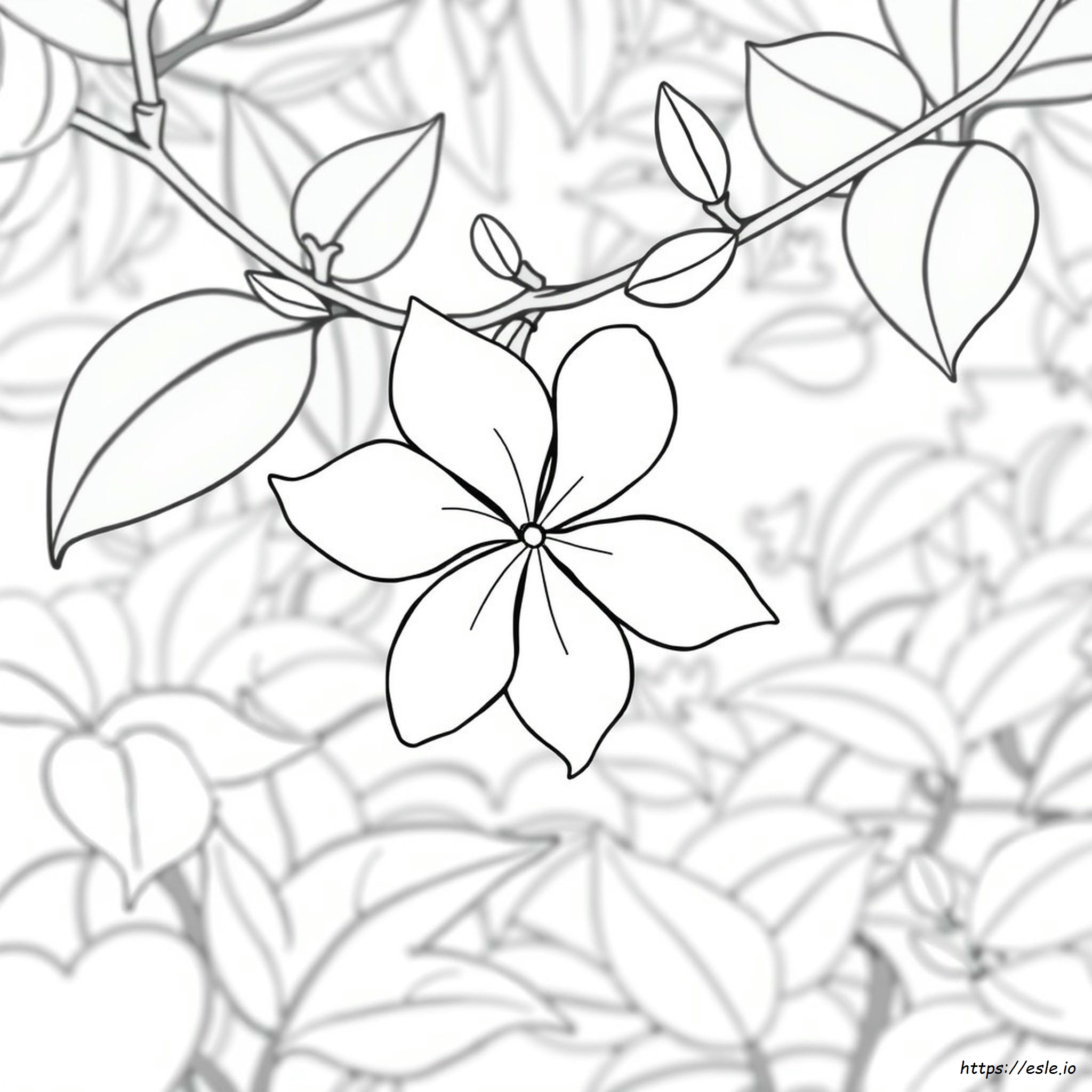 Coloring Pages Of Jasmine Flower