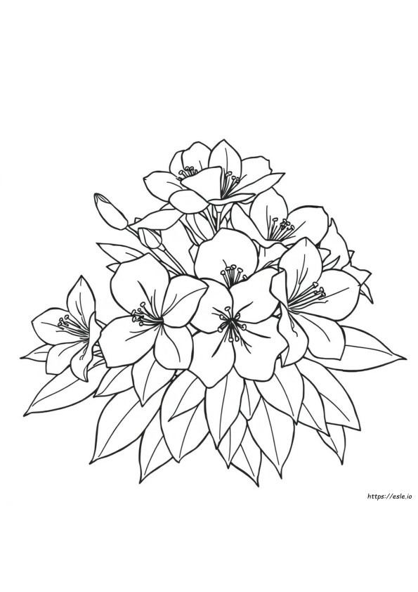 Welke Kleuren Azalea's Komen In