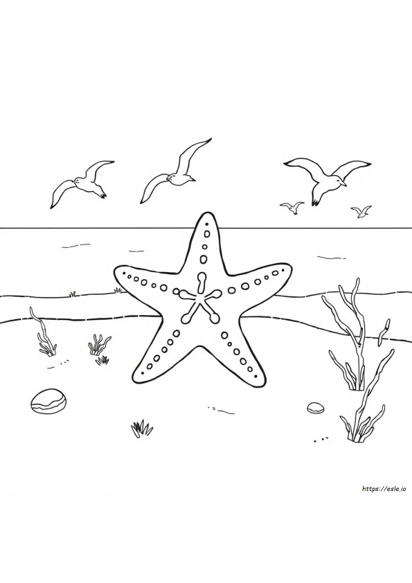 Planeta Stelutelor De Mare De Colorat