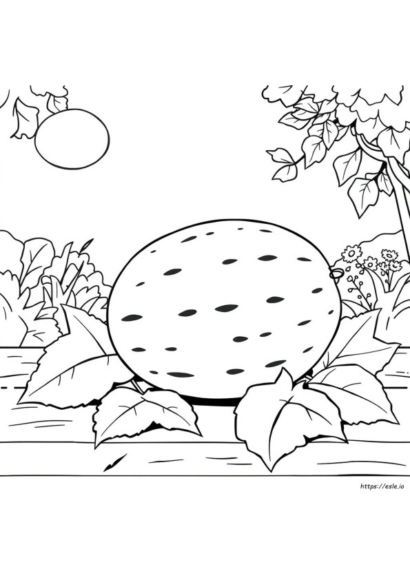 Melon Colouring Pages
