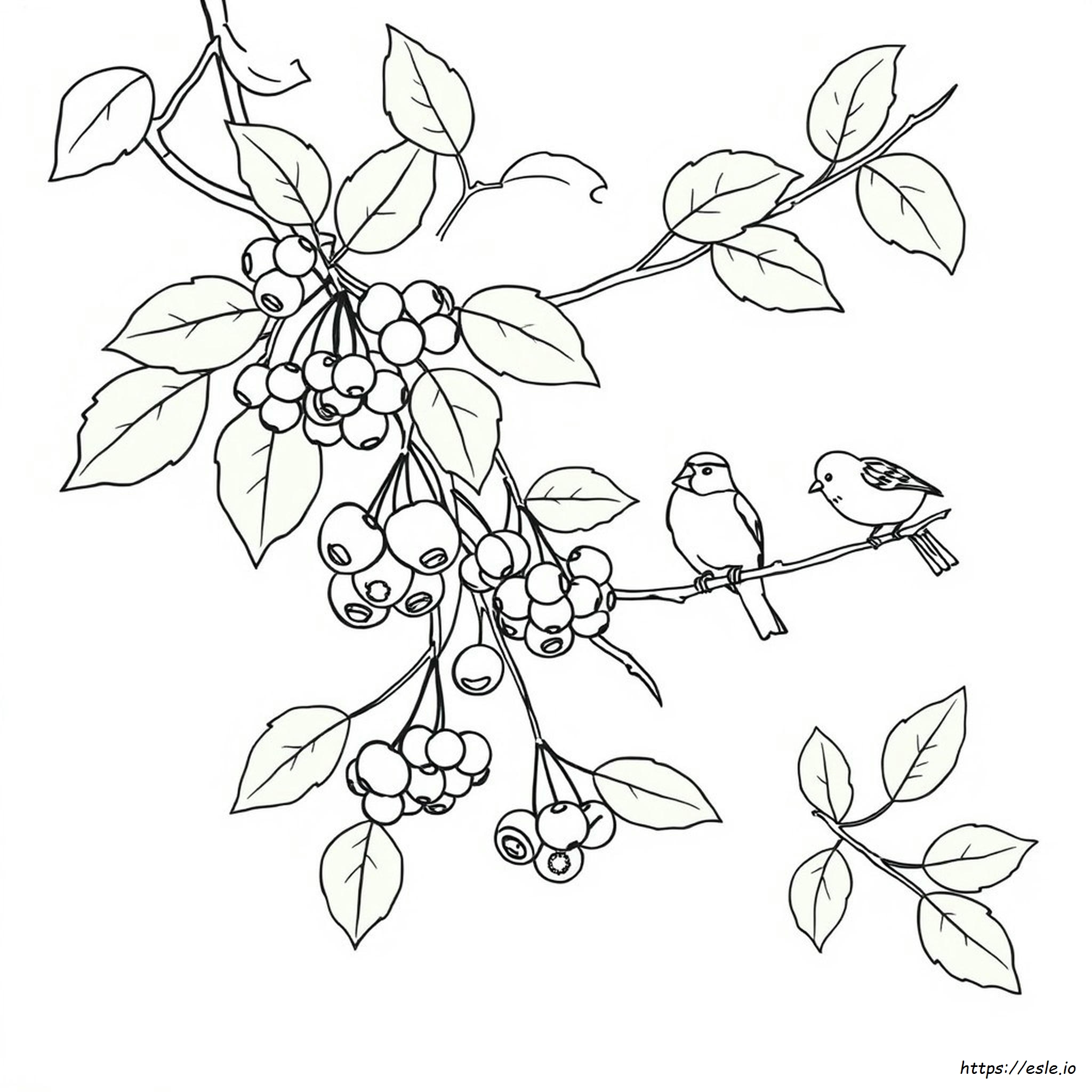 Berries Colouring Pages