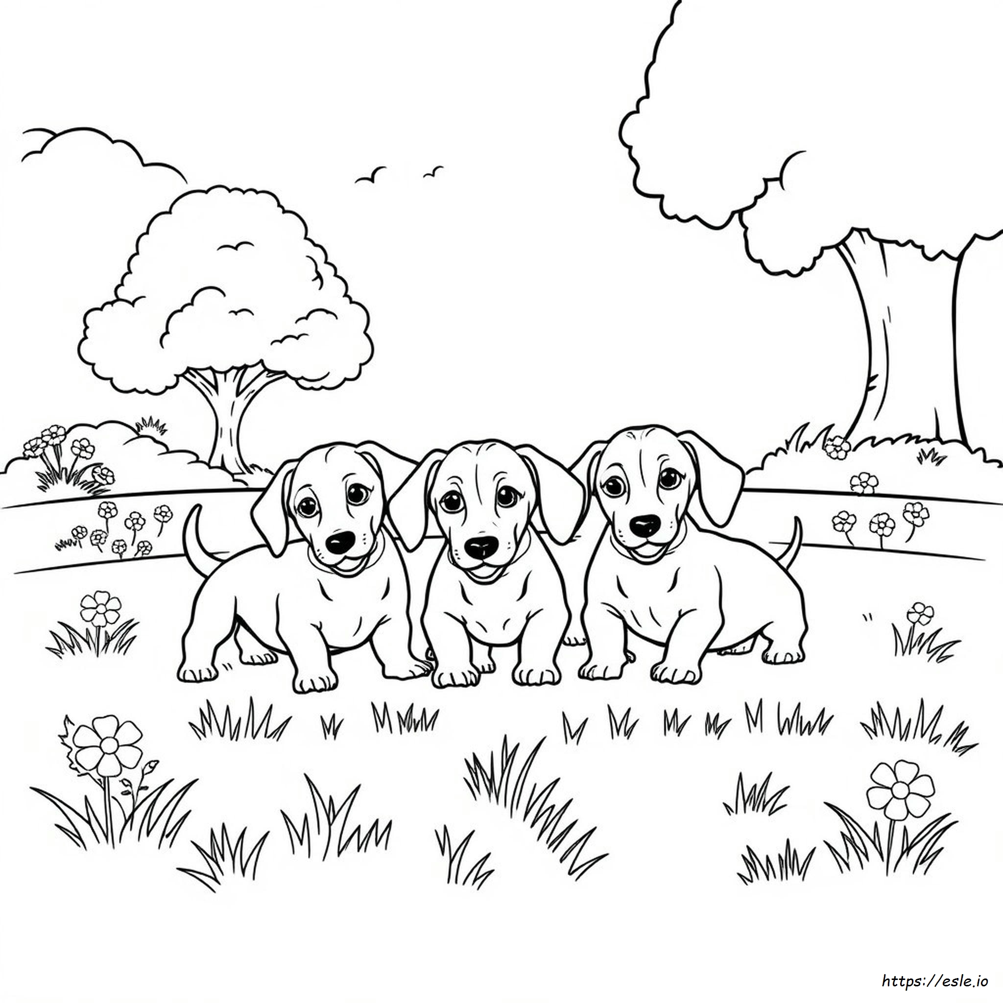 Dachshund Puppy Coloring Pages