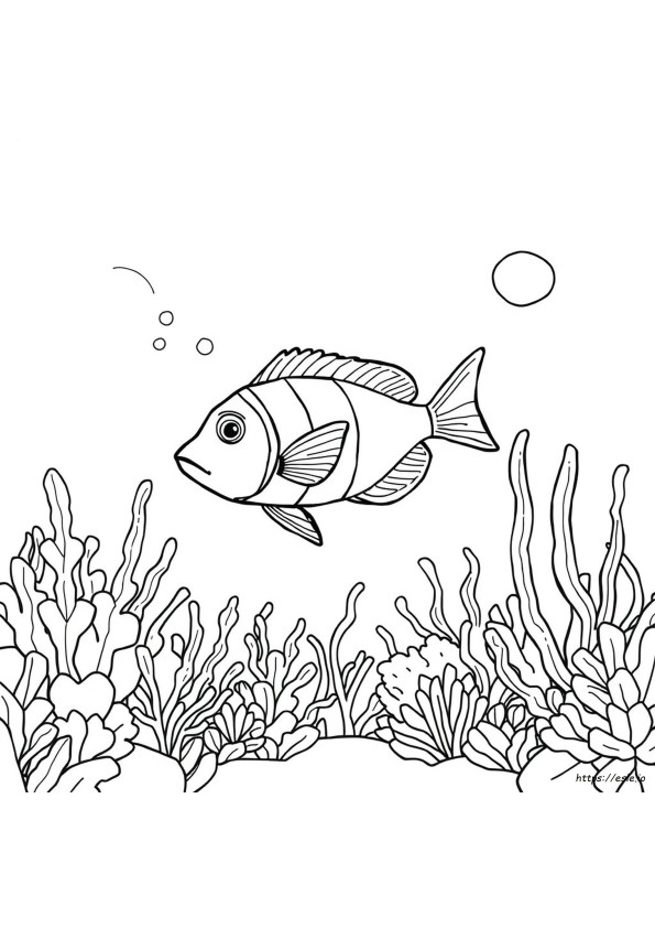 Angelfish Coloring