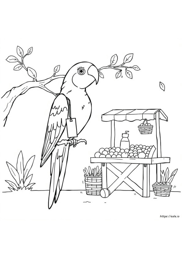 Color Parrot Price