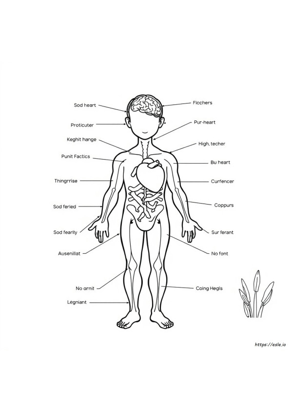 Libro Da Colorare Dell'anatomia Umana