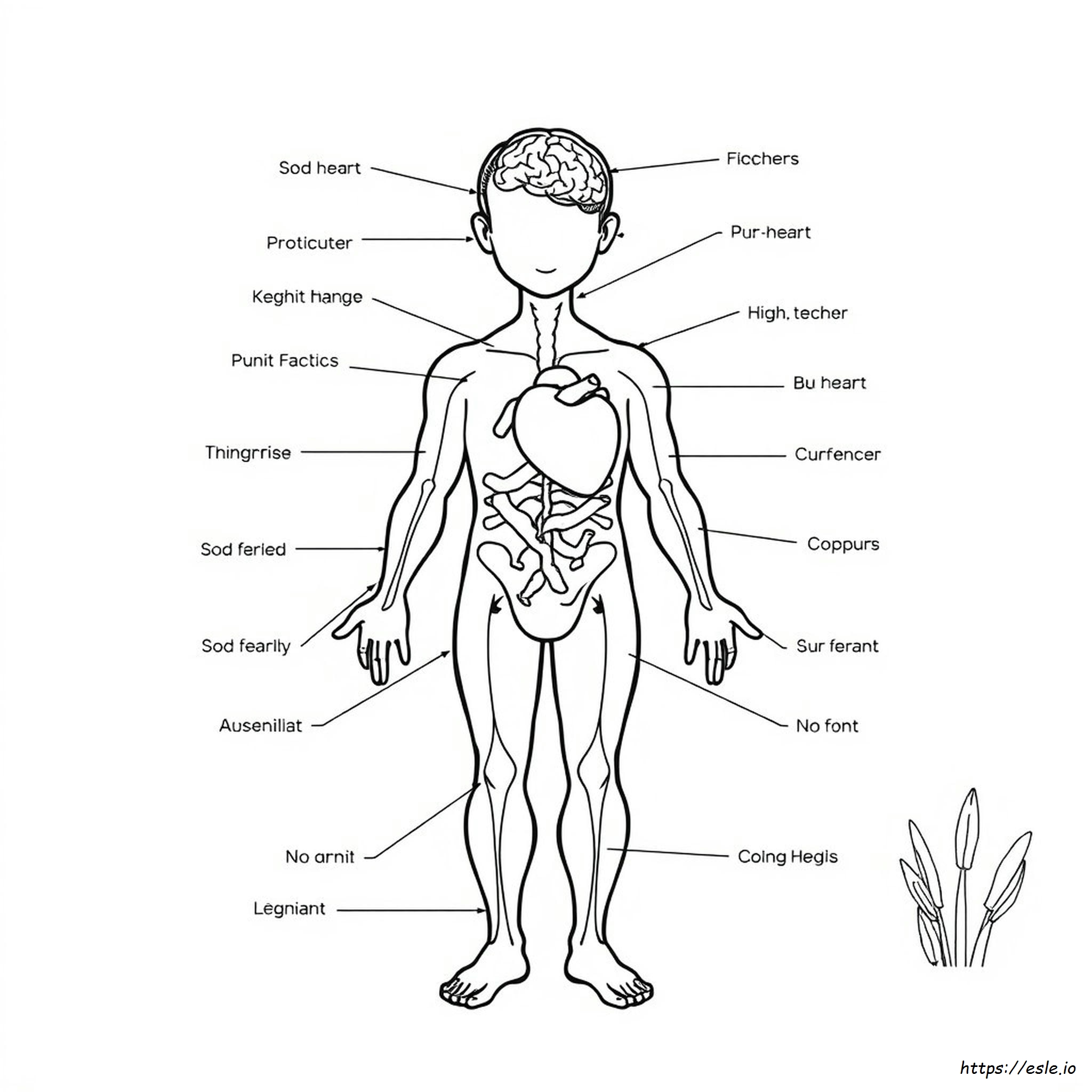 Human Anatomy Coloring Book