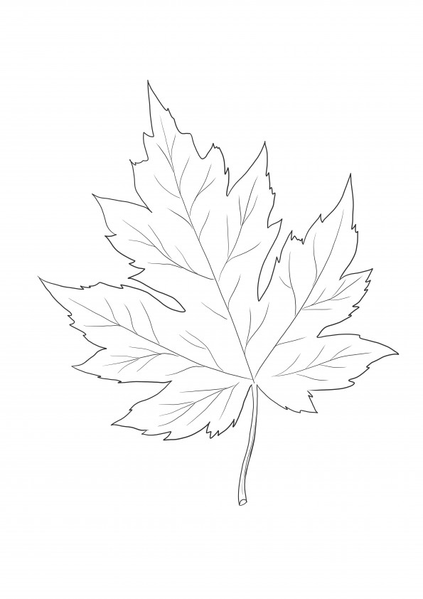 Easy to color image of a maple leaf free to download for kids to learn about nature