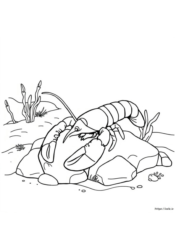 Kreeft Kleurplaat