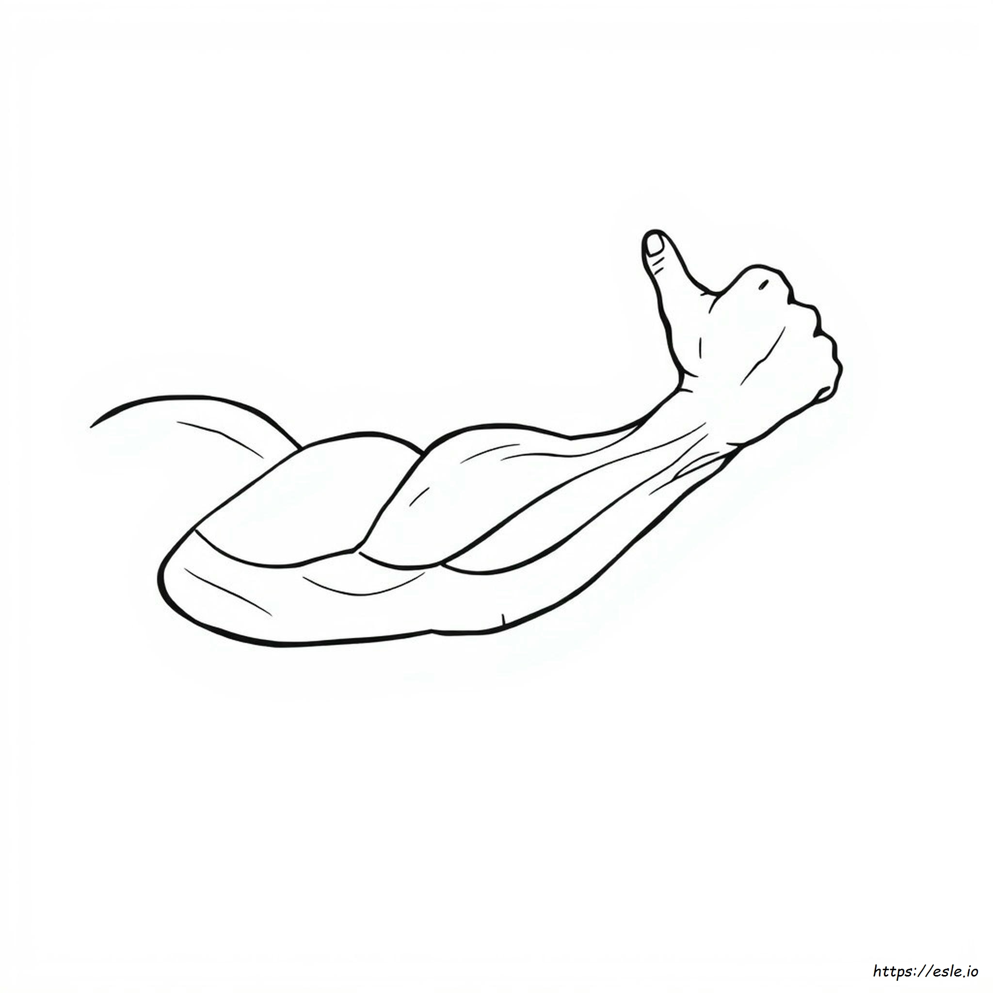 How To Color Muscles