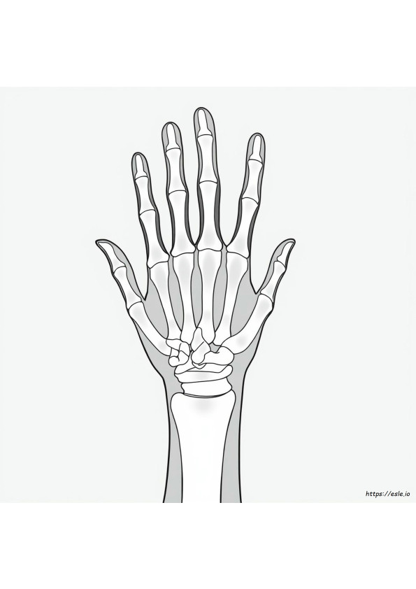 X Ray Colouring Pages