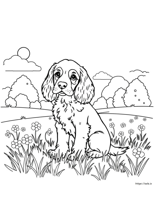 Cocker Spaniel Da Colorare