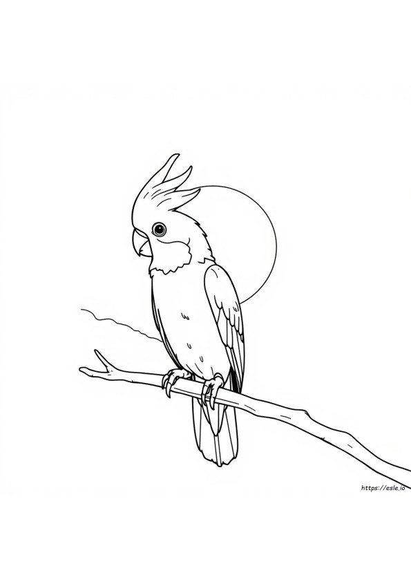 What Colors Do Cockatiels Like