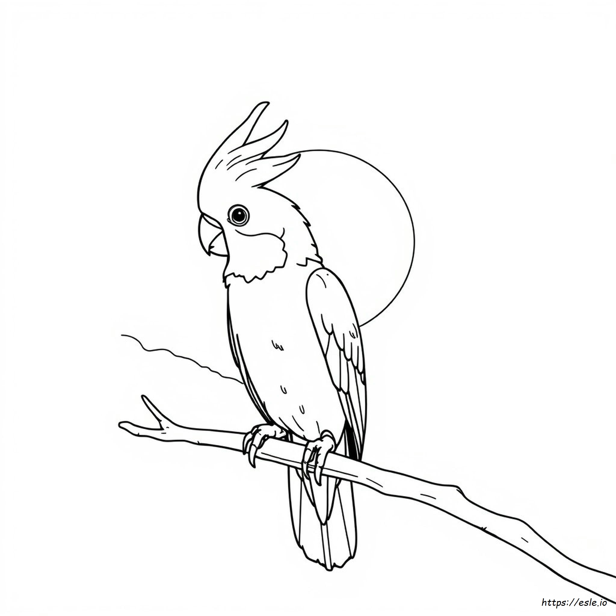 Warna Apa Yang Disukai Burung Cockatiel