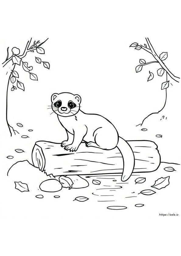 Ferret Colouring