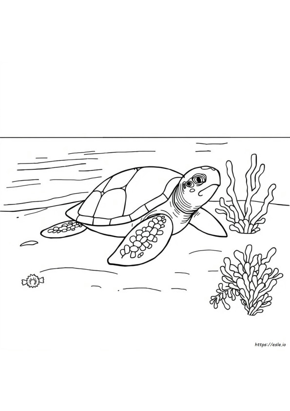 Kolorowanki Honu