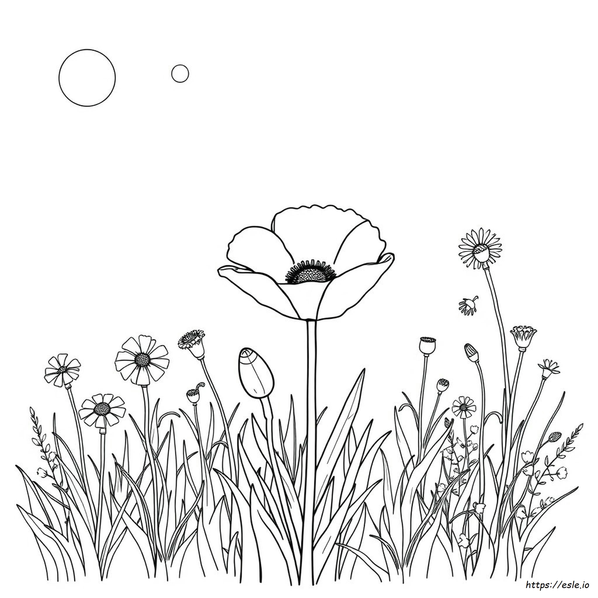 Poppy For Colouring