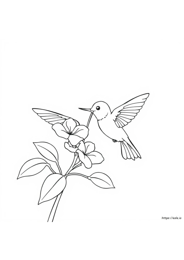 Hummingbird Coloring Page